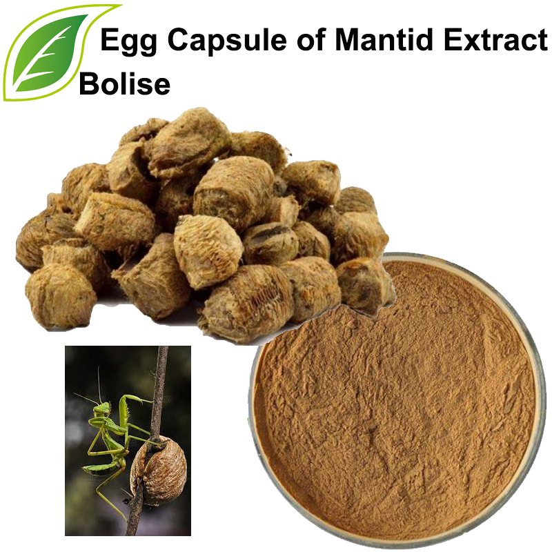 แคปซูลไข่ของสารสกัด Mantid (Ootheca Mantidis Extract)