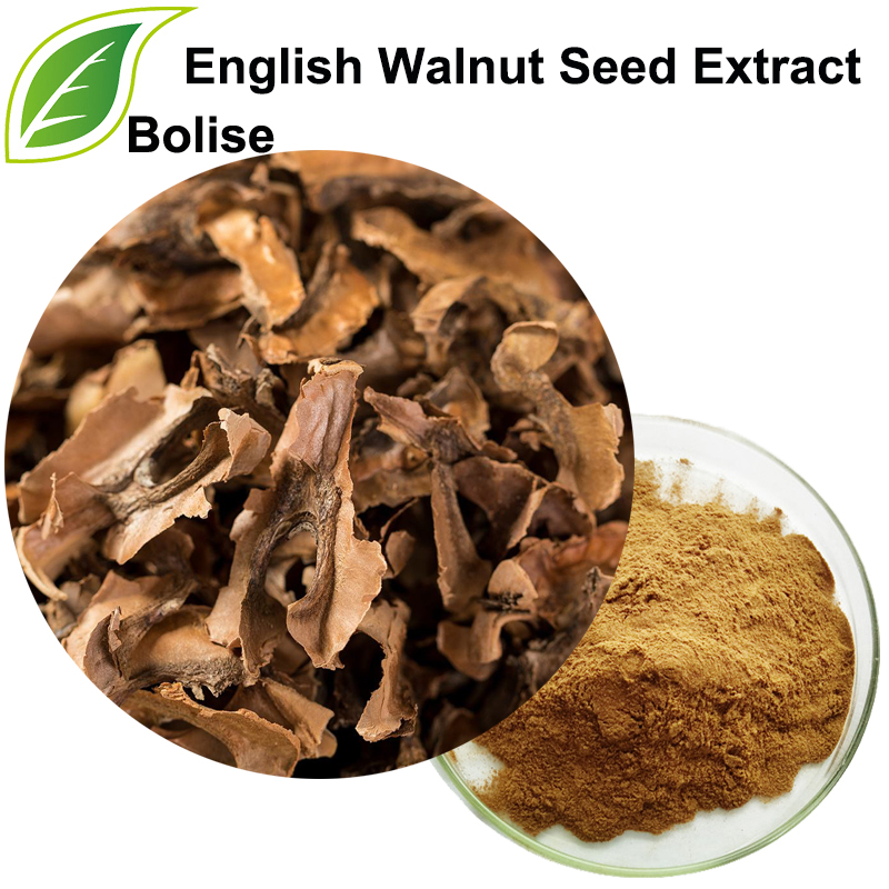 Engels walnootzaadextract (Sperma Juglandis-extract)