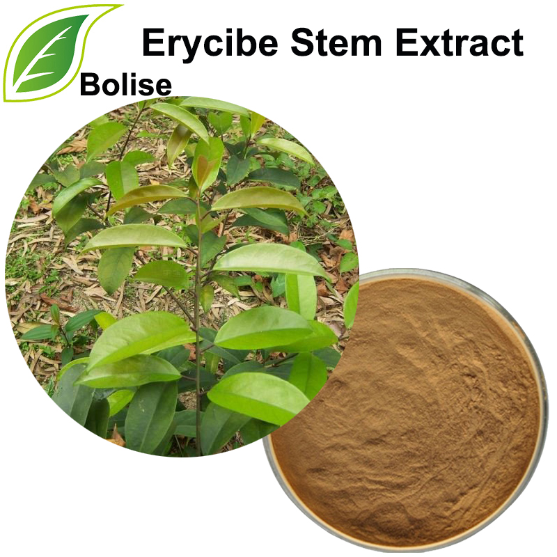 Chiết xuất từ ​​rễ Erycibe (Caulis Erycibes Extract)