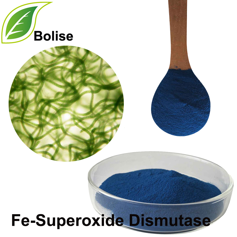 Dismutase Fe-Superoxide