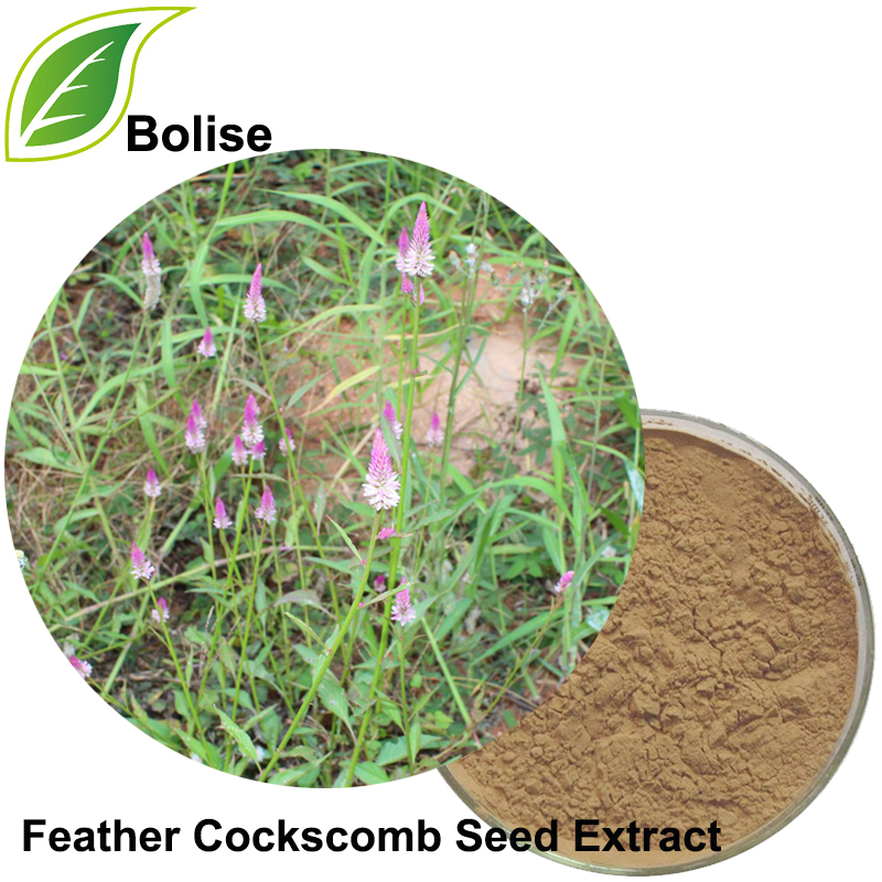 Extract de semințe Feather Cockscomb (extract de semen Selosiae)
