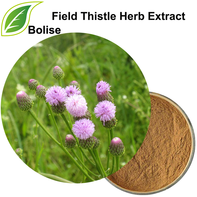 Field Thistle Herb Extract (Herba Cirsii Extract)