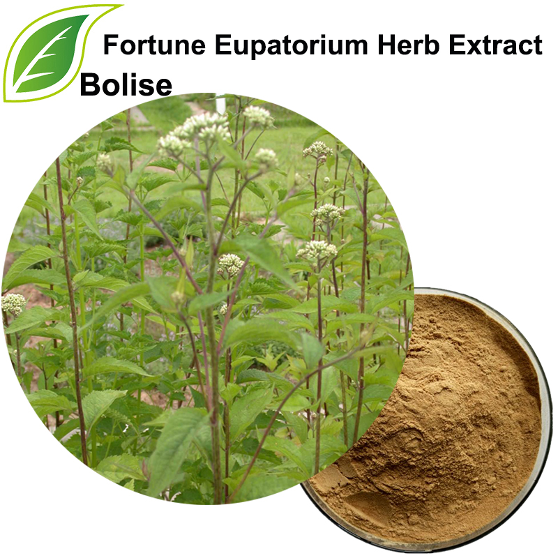 Fortune Eupatorium -yrttiuute (Herba Eupatorll -uute)