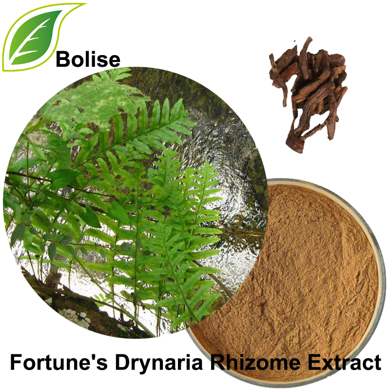 Fortune's Drynaria wortelstok-extract