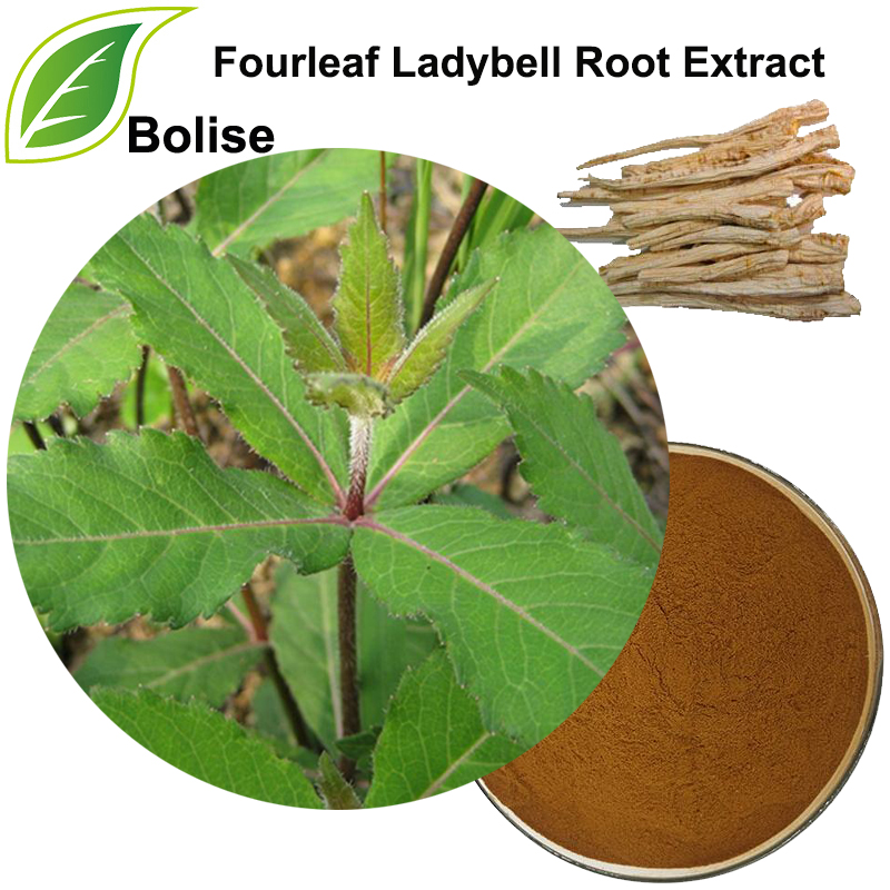 Ekstrakt korijena bubamara Fourleaf (ekstrakt Radix Adenophorae)