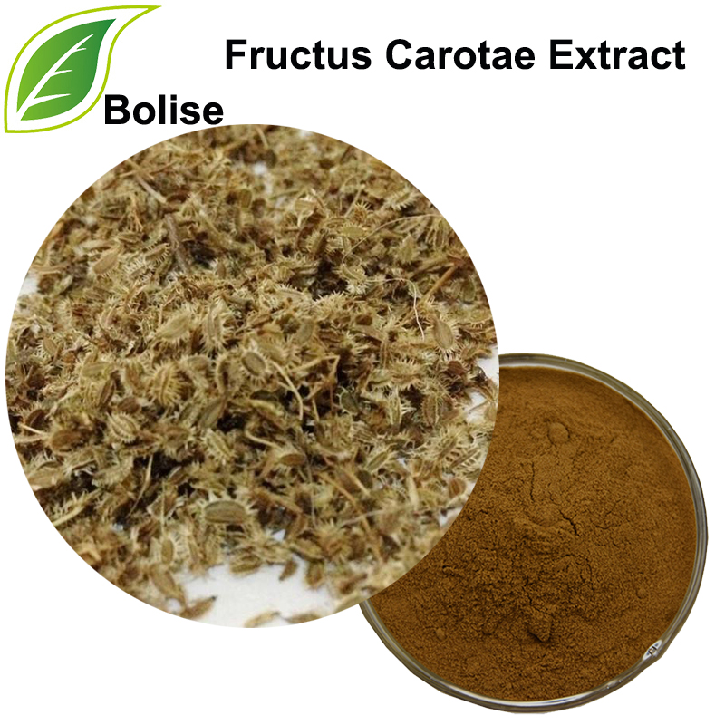 Wild Carrot Fruit Extract (Fructus Carotae Extract)