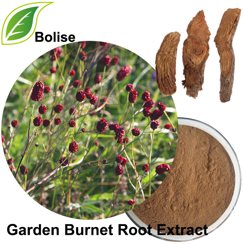 ສານສະກັດຈາກຮາກ Burnet Garden (Radix Sanguisorbae Extract)