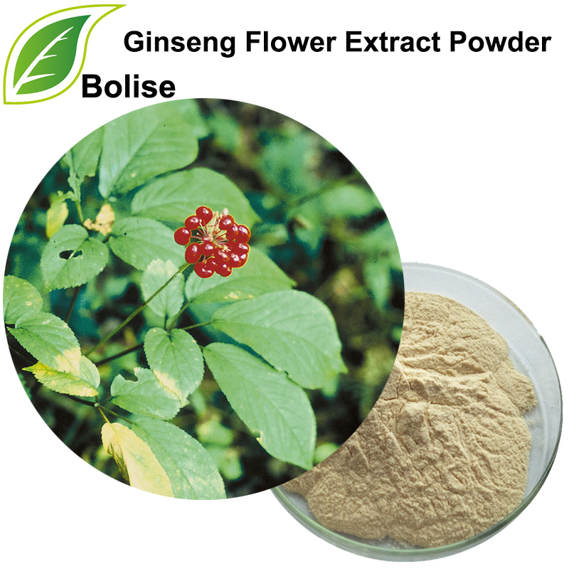 Ginseng Flower Extract Powder