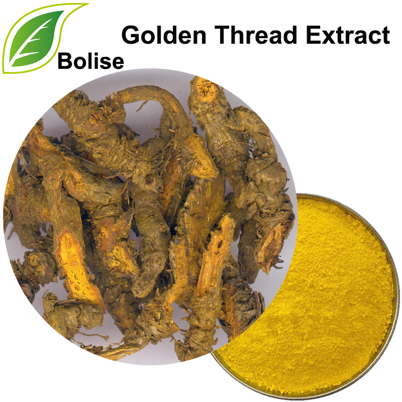 Izvleček zlate niti (ekstrakt Rhizoma Coptidis)