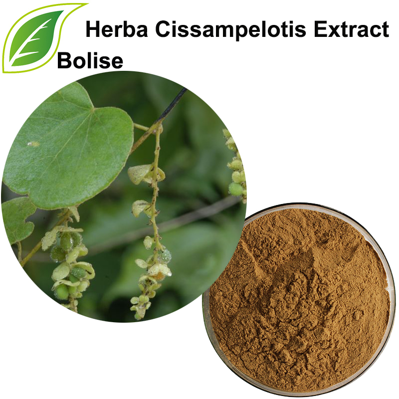 常見的 Cissamplos 草本提取物（Herba Cissampelotis Extract）