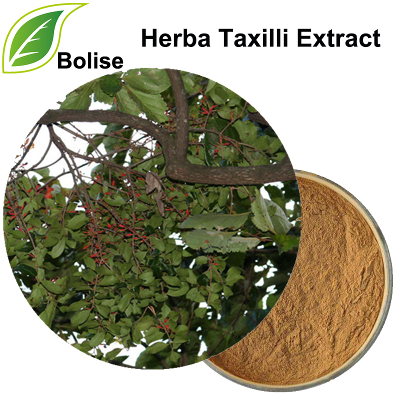 Herba Taxilli þykkni (kínverskt Taxillus Twing þykkni)