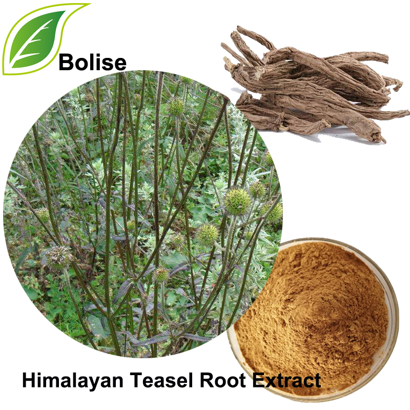 Himalaiako teasel sustraia (Radix Dipsaci extract)