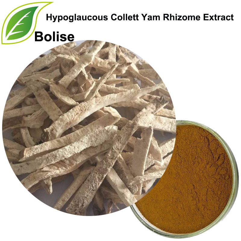 Hypoglaucous Collett Yam Rhizome Soosaarida