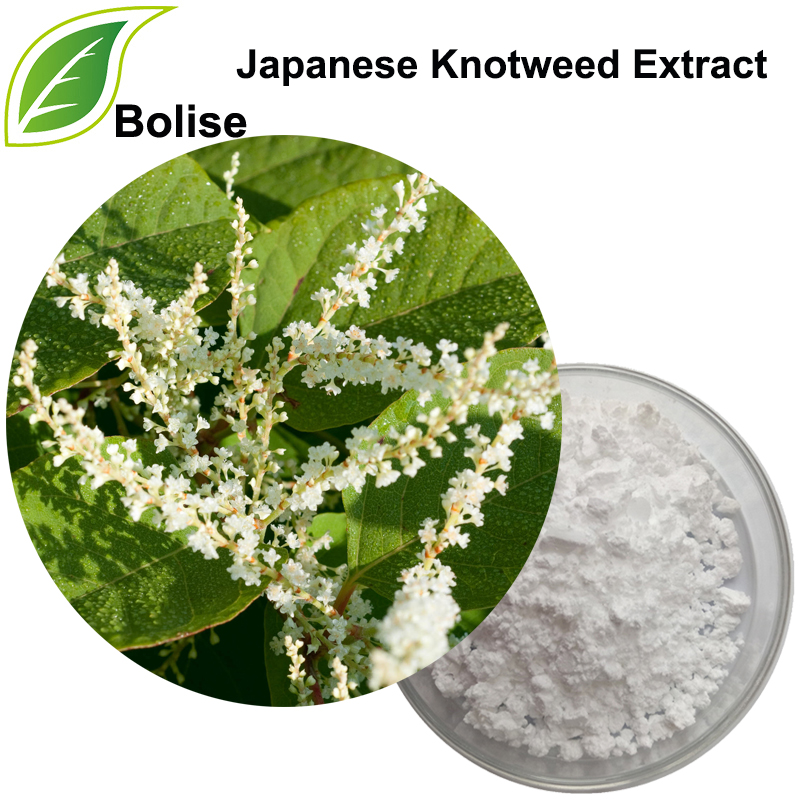 Japansk Knotweed Extract