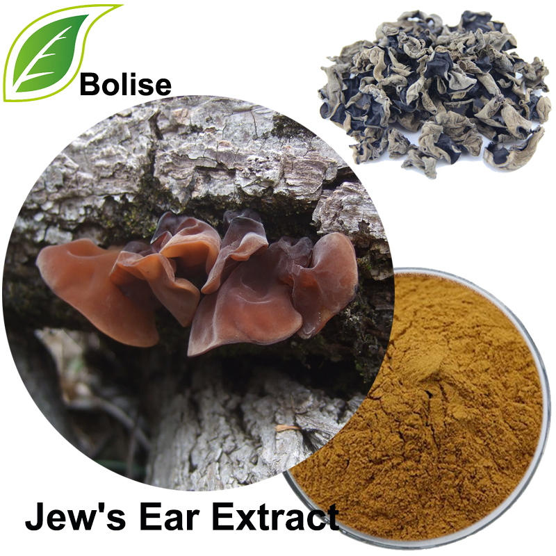 Juduaren Belarri Estraktua (Auricularia Auricula Estraktua)