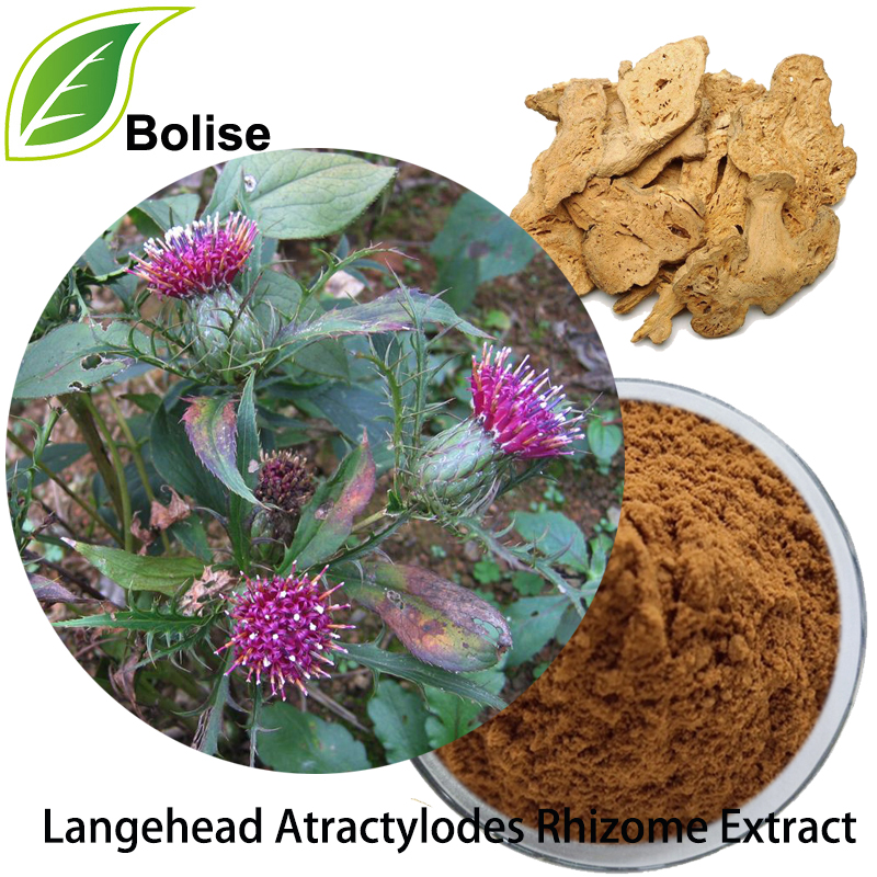 Langehead Atractylodes Rhizome Extract Langehead Atractylodes Rhizome Extract