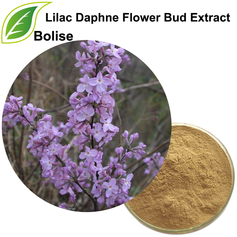 Lilac Daphne Flower Bud Extract(Flos Genkwa Extract)