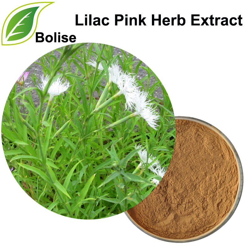 Lilac Pink Herb Extract (Herba Dianthi Extract)