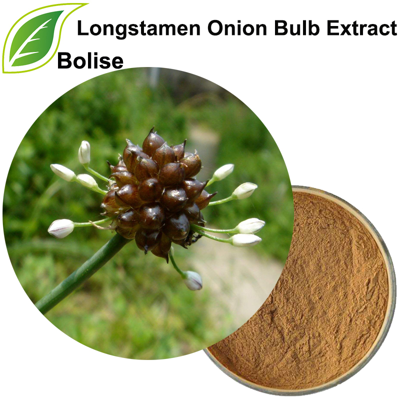 Longstamen-uienbol-extract (Bulbus Allii Macrostemi-extract)