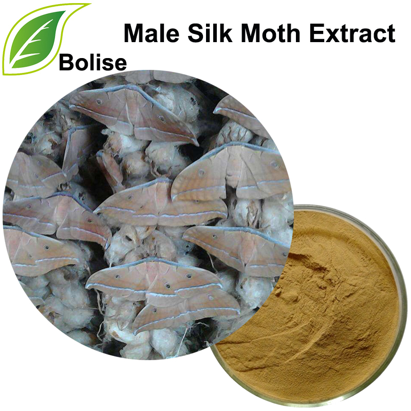 Extracto de polilla de seda masculina