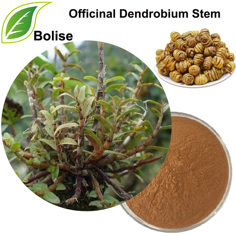 Stelo di Dendrobium officinale (Dendrobium officinale Kimura et Migo)