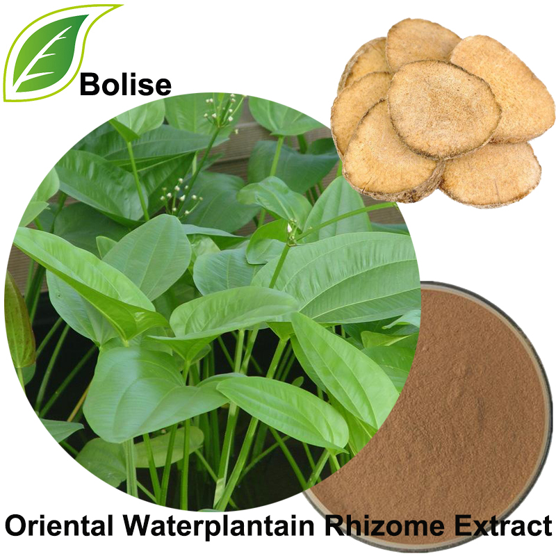 Extracto de rizoma de planta de auga oriental