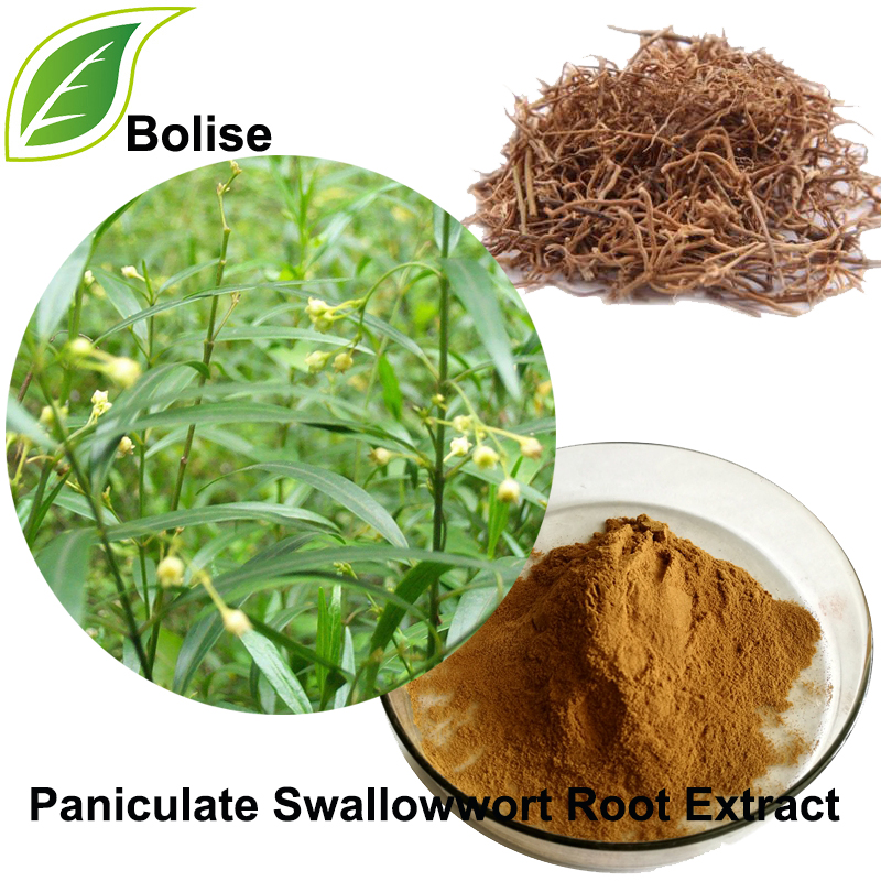 Paniculate Swallowwort Root Extract