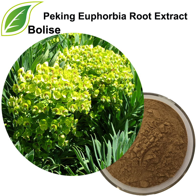 Peking Euphorbia rotextrakt