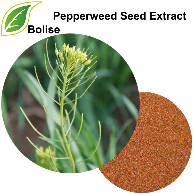 Pepperweed Seed Extract (Tansymustard Seed Extract)