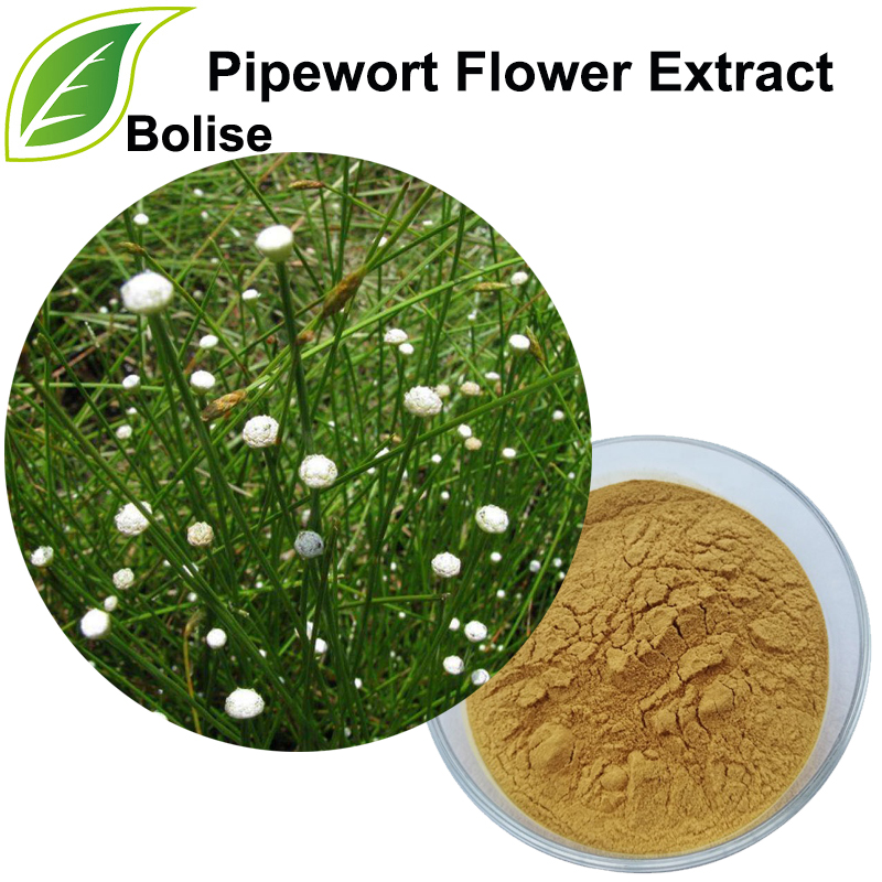 Cauruļvadu ziedu ekstrakts (Flos Eriocauli ekstrakts)