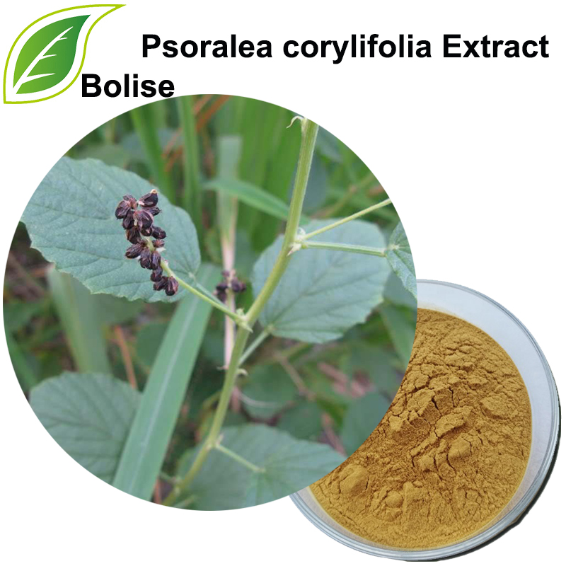 Extrato de Psoralea Corylifolia