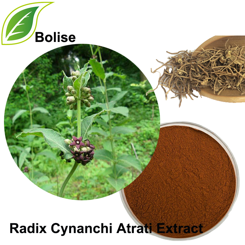 Estratto di radice di Blackend Swallowwort (estratto di Radix Cynanchi Atrati)