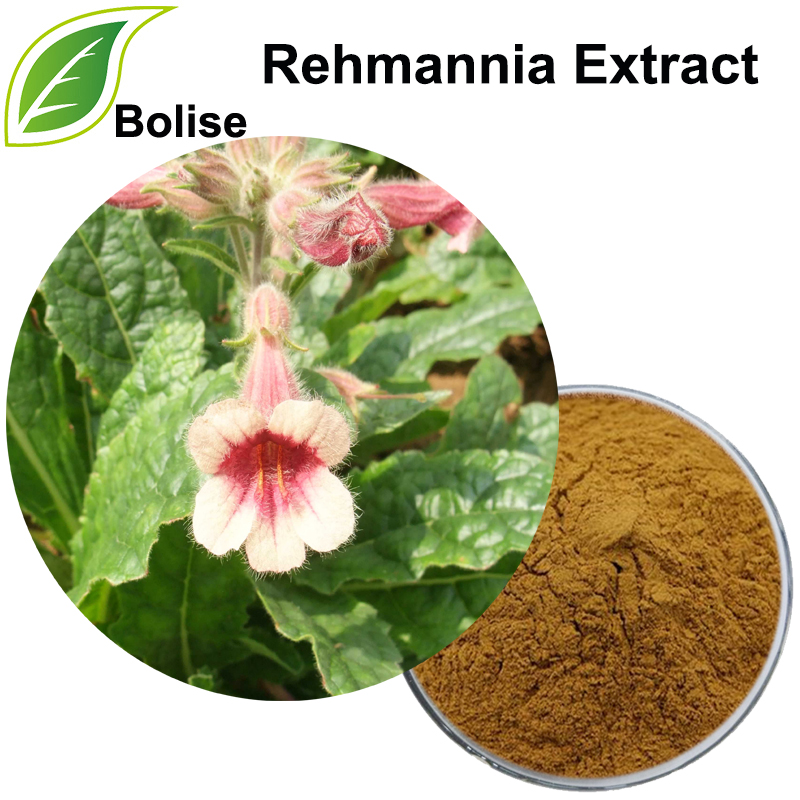 Rehmannia-extract (extract van Chinese vingerhoedskruid)