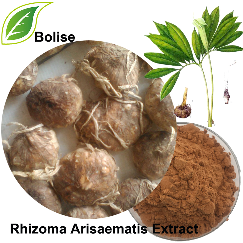 Jackinthepulpit Tuber Extract(Rhizoma Arisaematis Extract)