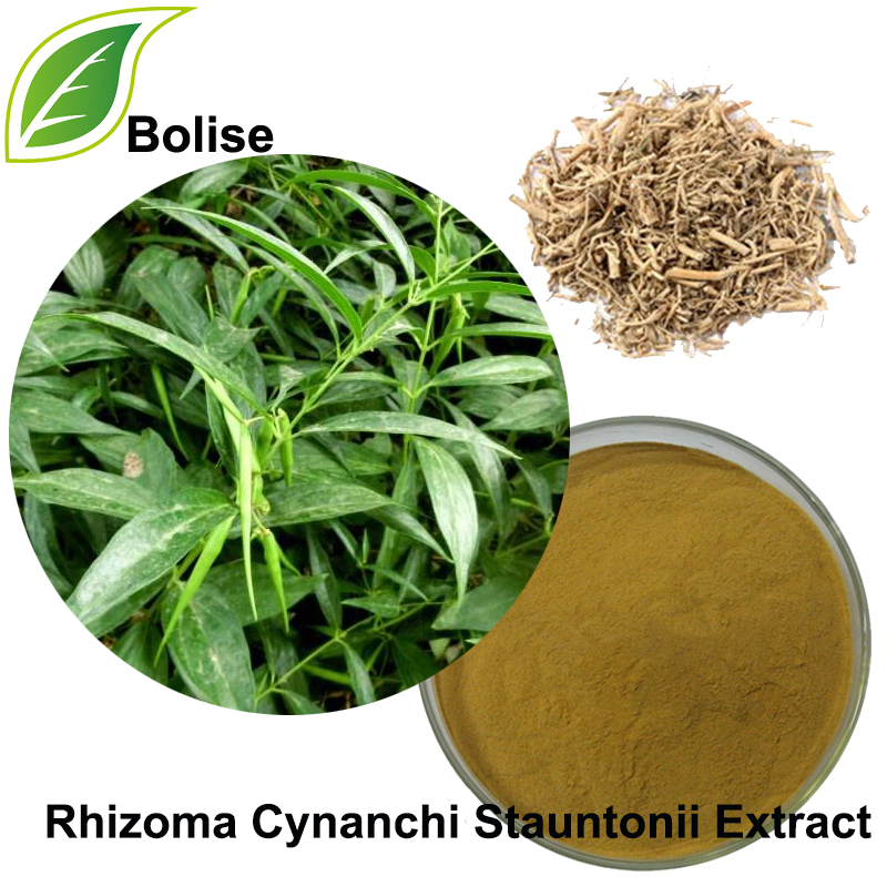 Willowleaf Swallowwort Rhizoma Extract (Rhizoma Cynanchi Stauntonii Extract)