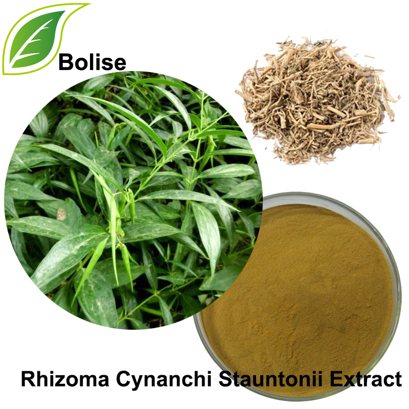 Willowleaf Swallowwort Rhizoma ექსტრაქტი (Rhizoma Cynanchi Stauntonii ექსტრაქტი)