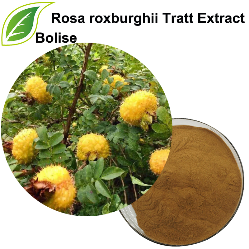 Rosa Roxburghii Tratt -uute (Roxburgh Rose -uute)