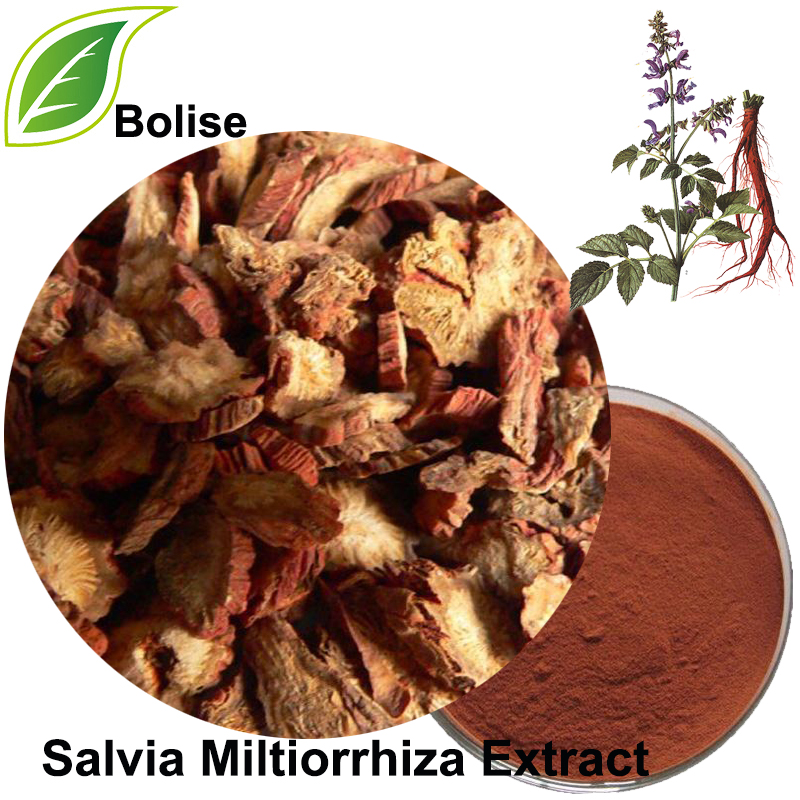 Екстракт от Salvia Miltiorrhiza (екстракт от корен Danshen)