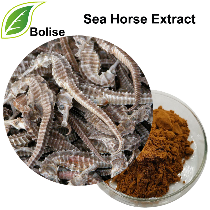 Sea Horse Extract (Hippocampi Extract)