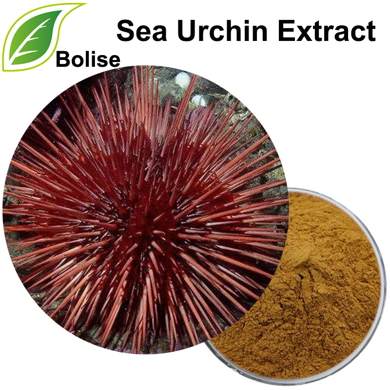 Jūras ežu ekstrakts (liellopu nātru vielu ekstrakts)