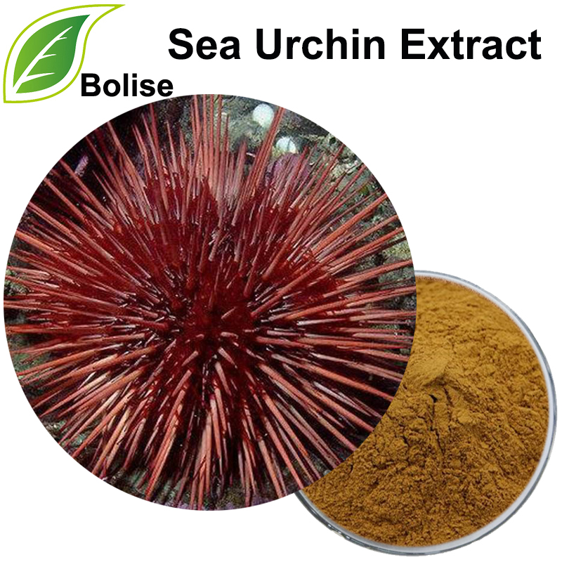 ສານສະກັດຈາກທະເລ Urchin (ສານສະກັດຈາກສານ Bovine Urchic)