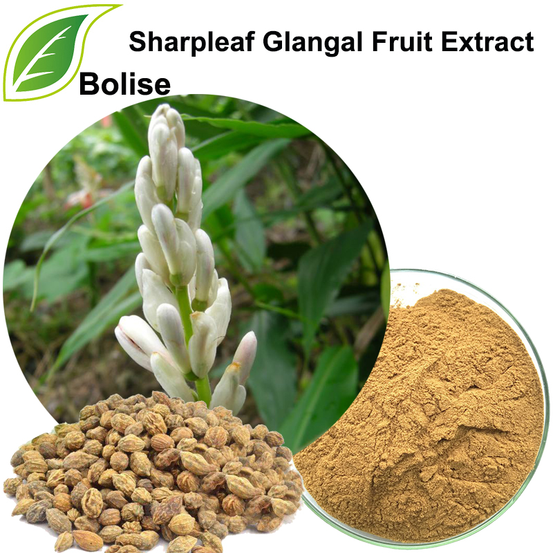 Extracto de froita glangal Sharpleaf (extracto de Fructus Alpiniae Oxyphyllae)