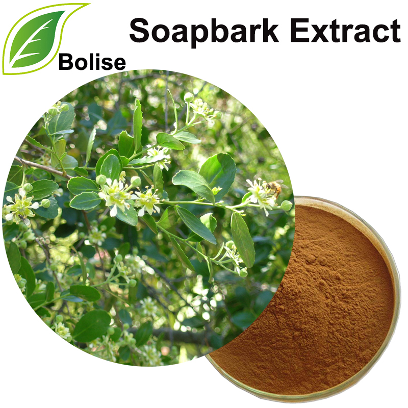 Quillaja Saponaria Bark Extract (Soapbark Extract)