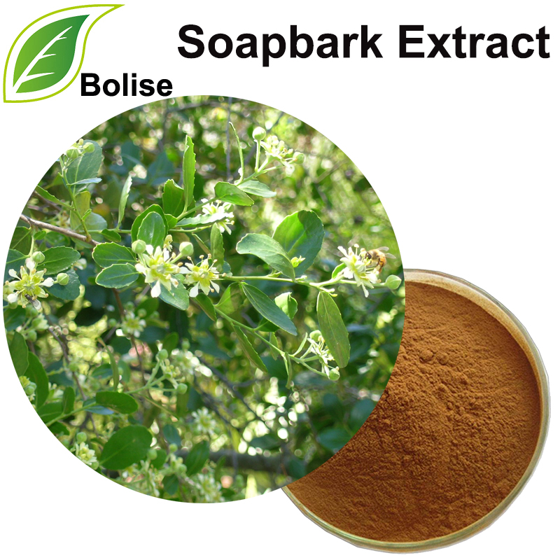 Quillaja Saponaria Schors Extract (Zeepbast Extract)