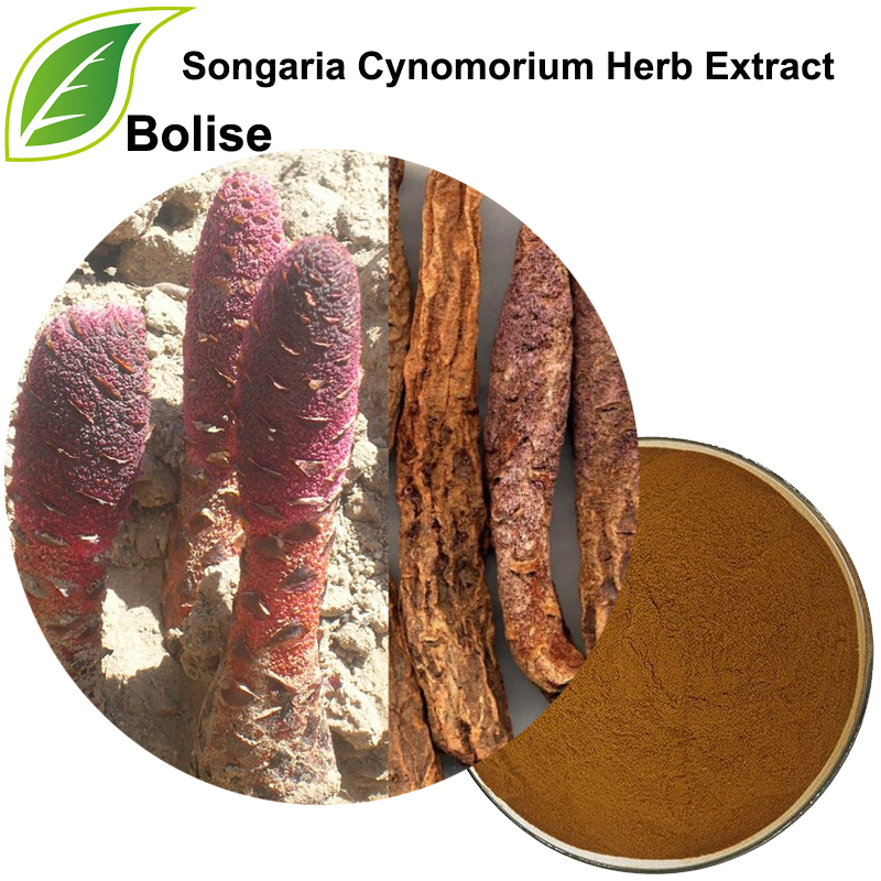 Songaria Cynomorium խոտաբույսերի քաղվածք (Herba Cynomorii քաղվածք)