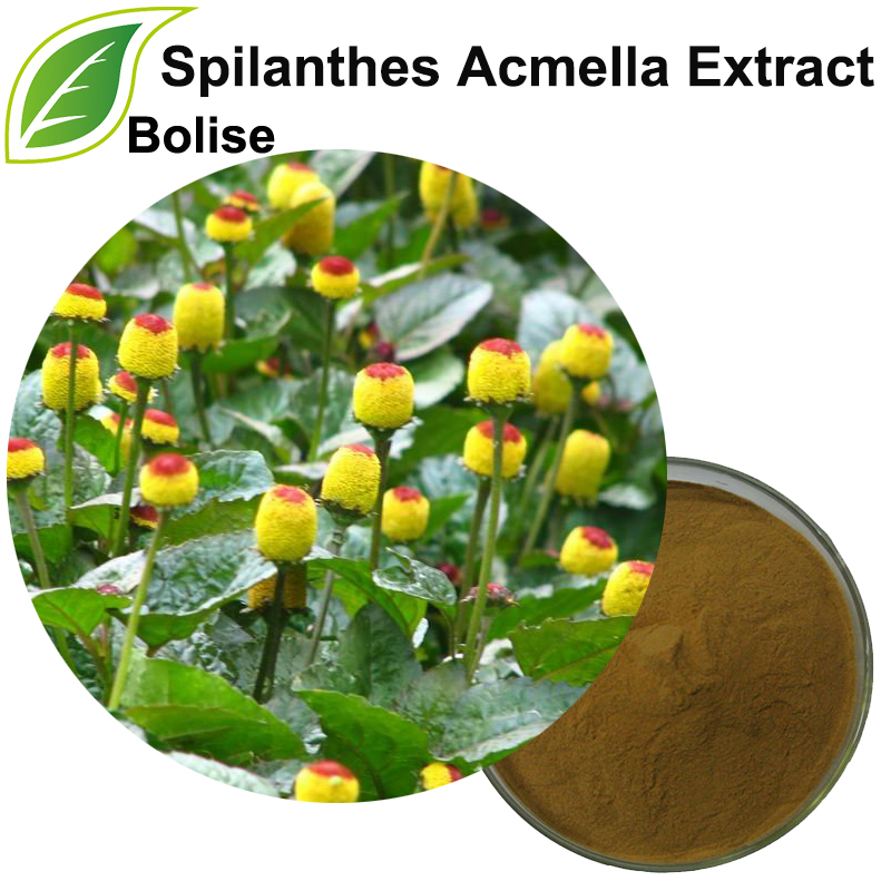 תמצית Acmella של Spilanthes