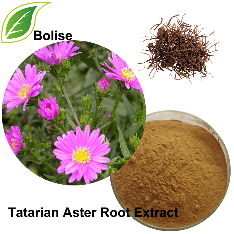 Ekstrakt rrënjë Tatarian Aster (Ekstrakt Radix Asteris)