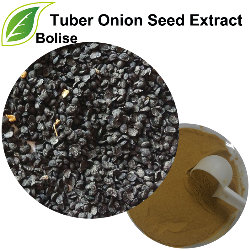 Extracto de semente de cebola de tubérculo (extracto de semente de porro)