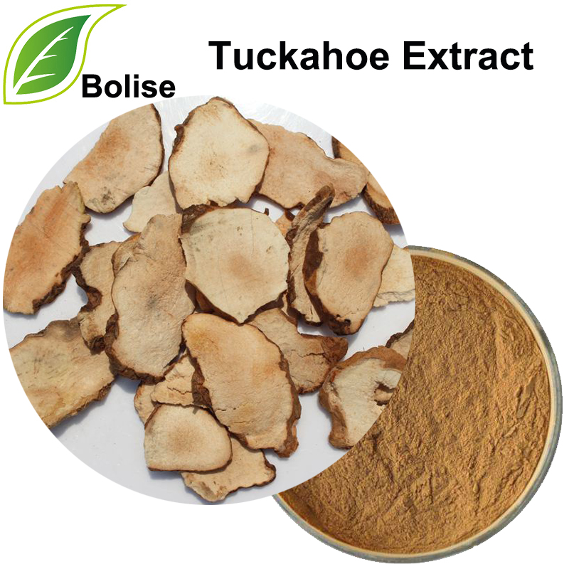 Ekstrakt tuckahoe (ekstrakt Poria Cocos)