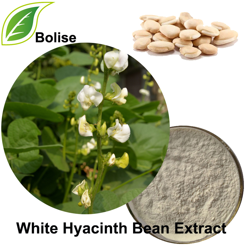 Extrakt z bílé fazole hyacintu (extrakt z alba Semen Lablab)